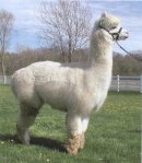 alpaca